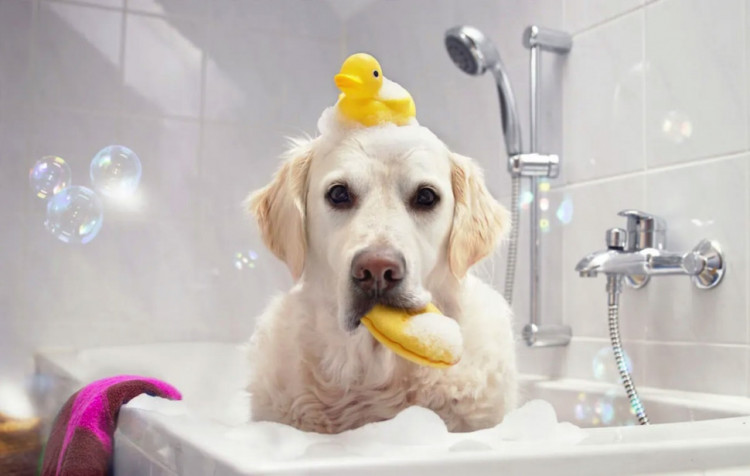 Dctr.Go Шампунь-бальзам для животных Sнampoo Therapy "Мультиуход" 1000 ml в Липецке